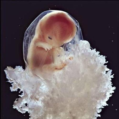 精子变成宝宝的过程