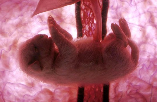 奇妙的动物胚胎你见过吗？