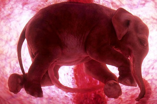奇妙的动物胚胎你见过吗？