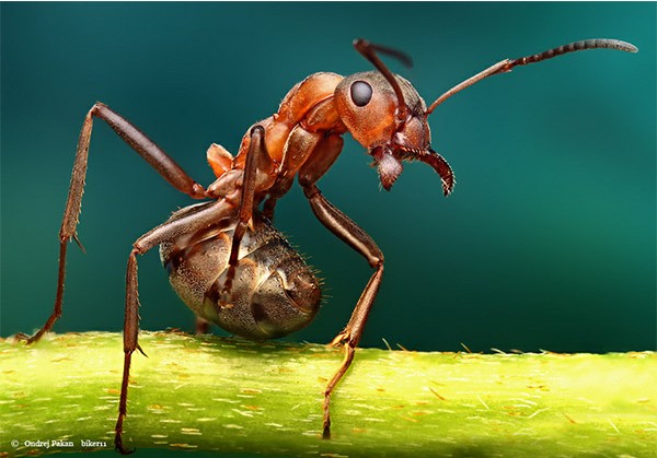小蚂蚁的快乐生活
