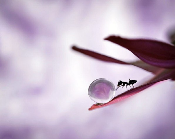 小蚂蚁的快乐生活