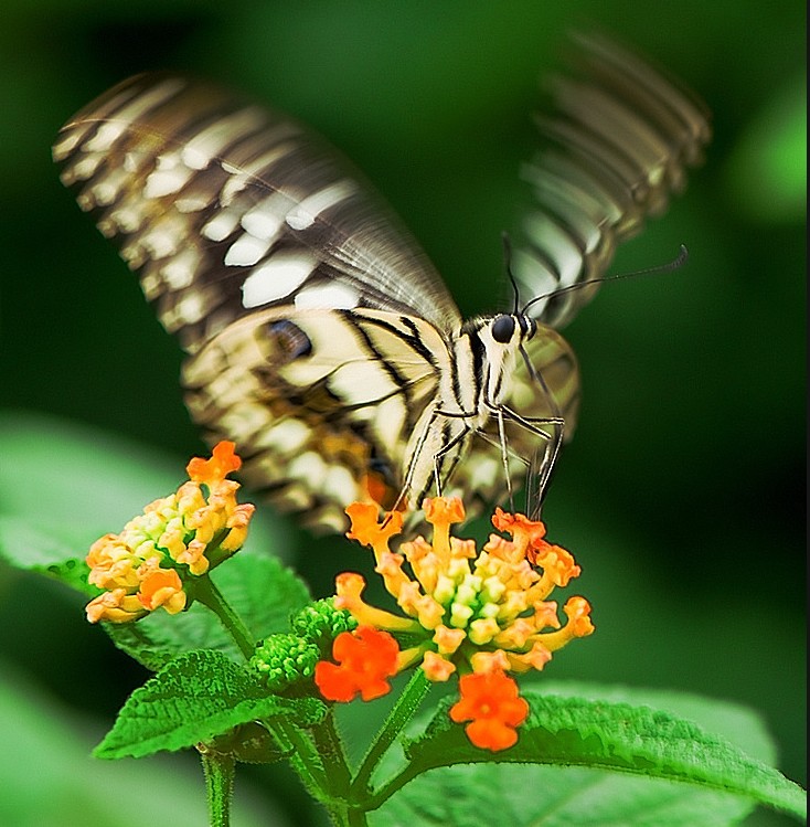 美丽的七彩蝴蝶