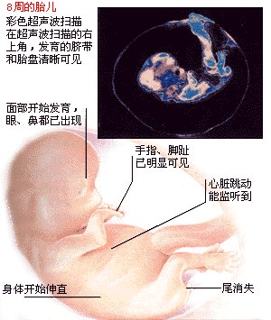 胎宝宝的发育照