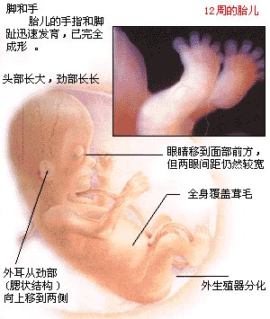 胎宝宝的发育照