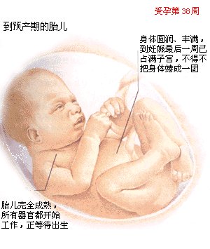胎宝宝的发育照