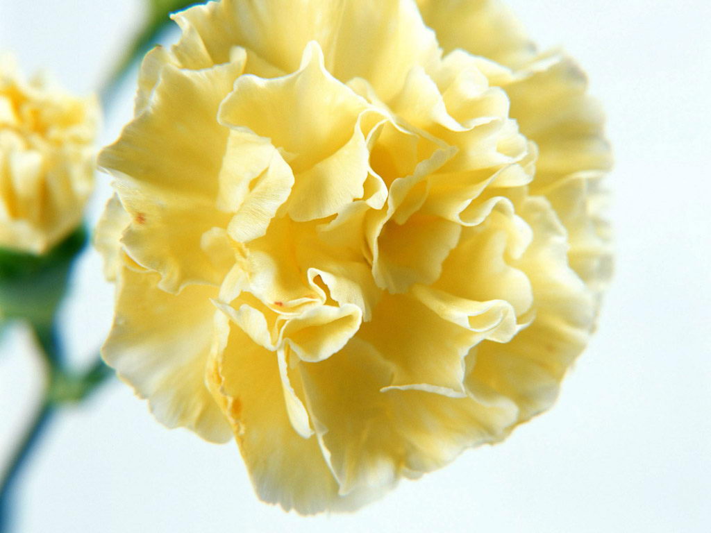 黄色康乃馨，象征慈祥、温馨、真挚，不求代价、永不褪色的爱，可以在父亲节的时候送给的鲜花。