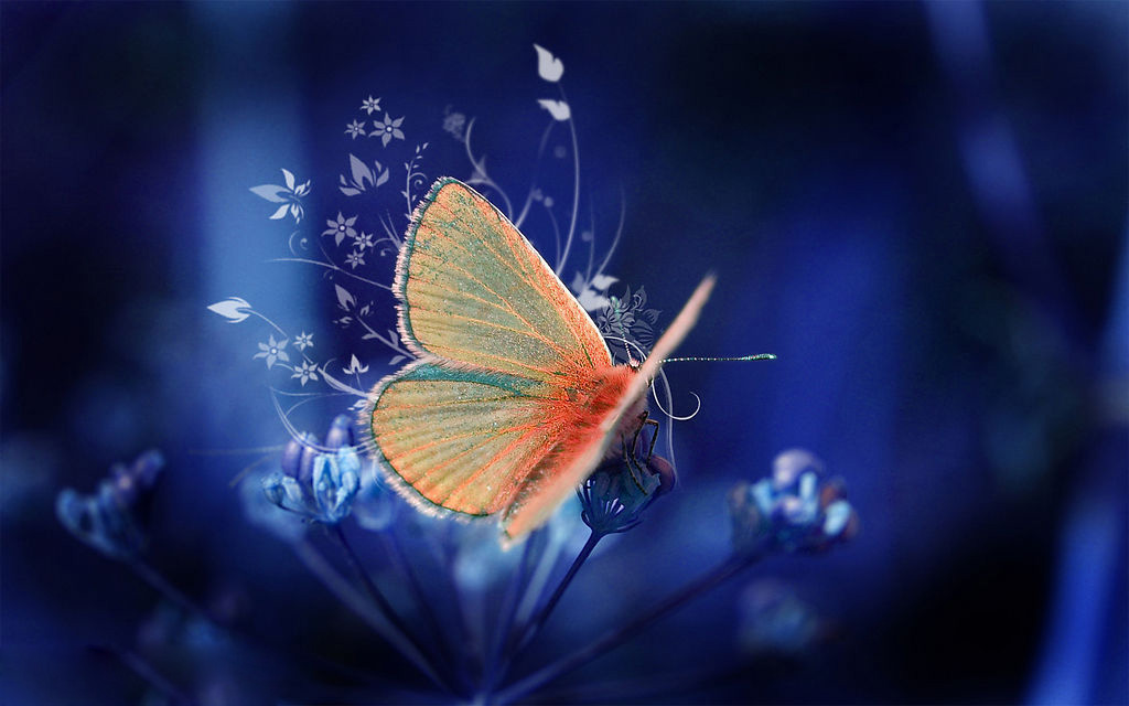 世界上最美丽的蝴蝶