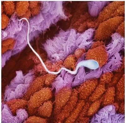 精子与卵子结合孕育宝宝全过程