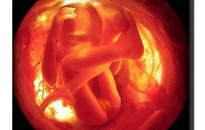 怀孕5个月胎儿的发育状况_胎儿发育