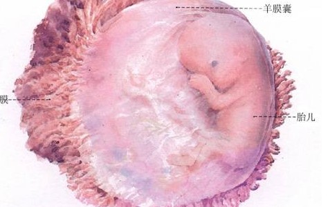 胎儿大脑发育的三个关键期_胎儿发育
