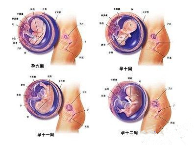 怀孕三个月肚子有多大_胎教常识
