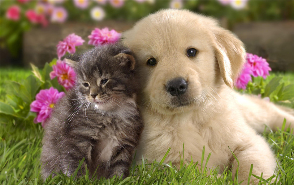 由SJ强仁与朴世英主演的《猫的葬礼》公开预告照，两人如漫画中的情侣，抱着小猫的温柔眼神令周围仿佛安静下来。