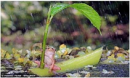 树蛙撑起“叶子伞” 伤不起的印尼摆拍摄影师