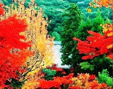 美丽的香山红叶 10月旅游最佳去处