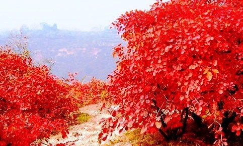 美丽的香山红叶 10月旅游最佳去处