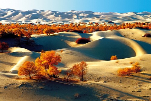 新疆尉犁 沙漠胡杨 位于：新疆巴音郭楞蒙古自治州尉犁县约70公里处的东阔滩