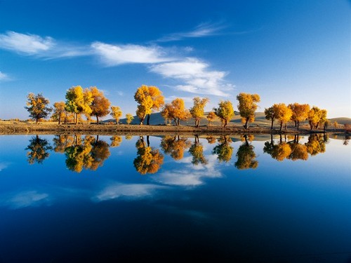 金黄胡杨与沙漠、河流构成新疆独特的景色。