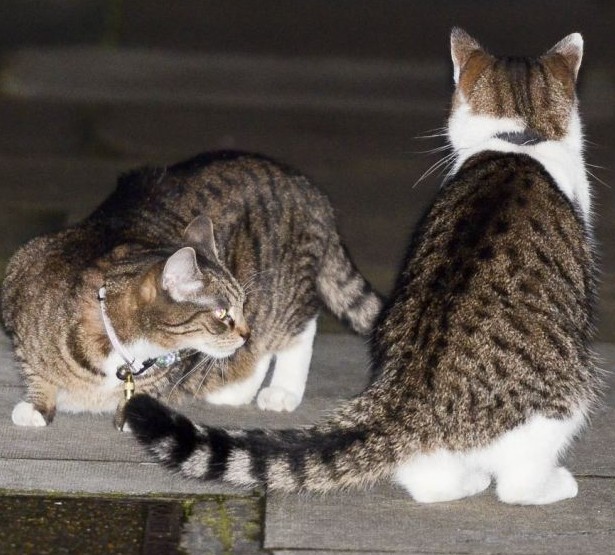 英国首相府同类争权 御用猫与宠物猫上演激烈猫战
