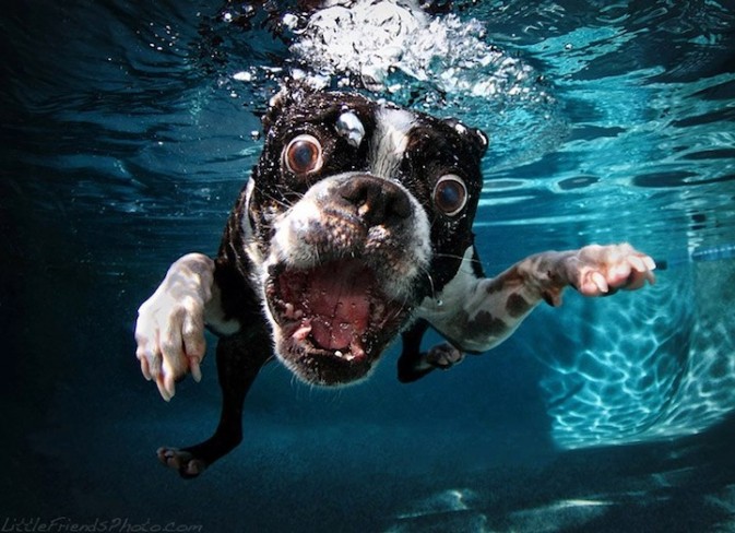 有趣的狗狗潜水扑球的照片，水下狗们坚毅的面孔，夸张的大眼睛凝视和完全进入水中的脸颊，他们的动作，实在是太可爱，有些甚至很幽默!