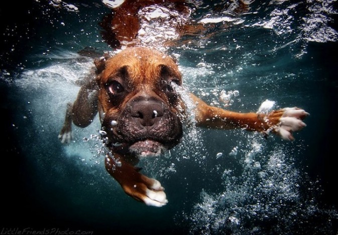 有趣的狗狗潜水扑球的照片，水下狗们坚毅的面孔，夸张的大眼睛凝视和完全进入水中的脸颊，他们的动作，实在是太可爱，有些甚至很幽默!