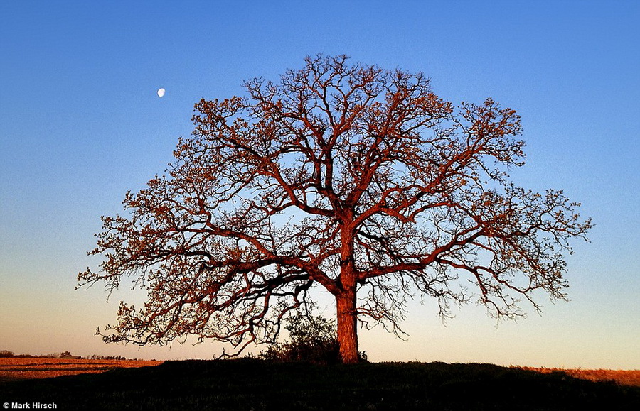 美国摄影师马克•希尔舍(Mark Hirsch)19年来被威斯康星州西南部的一棵大橡树所迷倒，但从未带专业相机拍摄它，直到他的朋友建议他用iPhone手机拍下这棵让他为之倾倒的橡树。 于是，在2011年冬季的一天，希尔舍开着卡车路过这棵乡野的橡树时，下车步行数百米，拍下这棵树的第一张照片。在看到自己拍到的这张照片时，他被画面质量震惊了。于是他决定就此展开一项拍摄计划，在此后的每天都坚持围着棵橡树拍照，一拍就是近一年。 在190多个日子里，希尔舍用手机记录下了这棵橡树的每个角度、在每种光线下的影像，并将照片分享在网站上。为拍摄这棵橡树着了迷的他经常未获得最佳拍摄时机，突然从家赶到这里，进行拍摄。 他说：“我和这棵树的关系已经唤醒了一个新视角、对我们这个世界脆弱性的关注、以及对更加可持续地使用地球资源的关心。