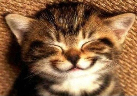 一组动物笑的照片,这就是自然，微笑生活。——如果你感觉生活轻慢了你，可能是你忘记了微笑。