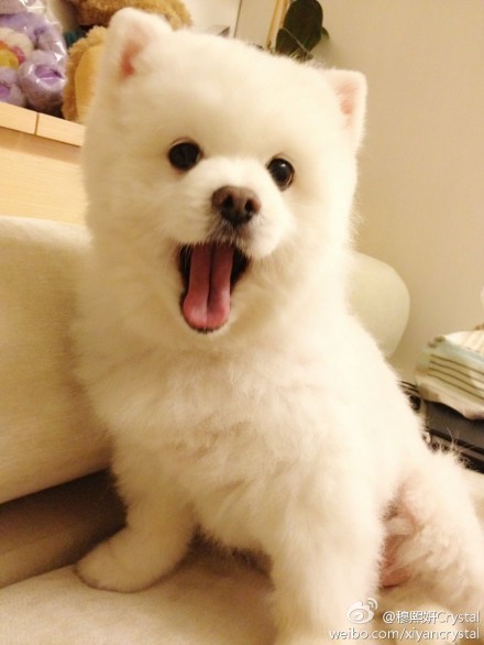 穆熙妍的狗，新的康熙来了，穆熙妍的toffy好可爱啊!