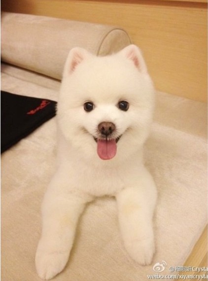 穆熙妍的狗，新的康熙来了，穆熙妍的toffy好可爱啊!