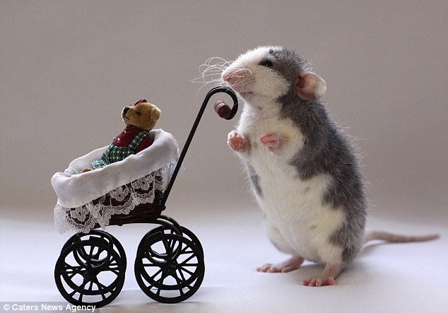 近日，荷兰摄影师埃伦(Ellen Van Deelen)给3只宠物鼠拍摄了一套“写真集”。照片中的老鼠们模仿人类的样子做珠算、织毛衣、与家人一起喝茶。演绎着现实版的“森林家族”。 埃伦花费了数小时才完成了给宠物鼠“波皮”(Poppy)、“萨菲”(Saffie Froppy)和“罗西”(Rosie)拍照的工作。在其中一张照片中，一只宠物鼠打开一辆大众甲壳虫汽车的车门，准备上车，而另一张照片中的一只宠物鼠则推着一辆婴儿车准备出门。 据悉，埃伦从一家宠物店中将这些老鼠带回家后，便深深地喜爱上了它们。这些毛茸茸的宠物常常能激起她的拍摄热情。为此，她买了一些拍摄道具，并用美食来诱导宠物使用这些道具。不久之后，3只宠物鼠便学会了如何使用道具来摆拍，并被埃伦称赞为“十分聪明的宠物”。