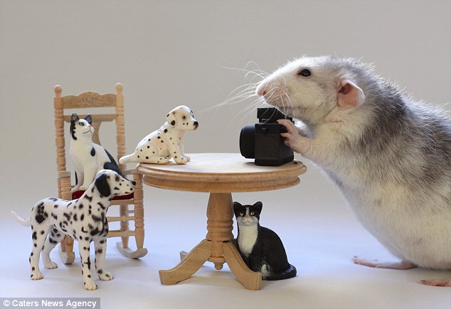 近日，荷兰摄影师埃伦(Ellen Van Deelen)给3只宠物鼠拍摄了一套“写真集”。照片中的老鼠们模仿人类的样子做珠算、织毛衣、与家人一起喝茶。演绎着现实版的“森林家族”。 埃伦花费了数小时才完成了给宠物鼠“波皮”(Poppy)、“萨菲”(Saffie Froppy)和“罗西”(Rosie)拍照的工作。在其中一张照片中，一只宠物鼠打开一辆大众甲壳虫汽车的车门，准备上车，而另一张照片中的一只宠物鼠则推着一辆婴儿车准备出门。 据悉，埃伦从一家宠物店中将这些老鼠带回家后，便深深地喜爱上了它们。这些毛茸茸的宠物常常能激起她的拍摄热情。为此，她买了一些拍摄道具，并用美食来诱导宠物使用这些道具。不久之后，3只宠物鼠便学会了如何使用道具来摆拍，并被埃伦称赞为“十分聪明的宠物”。