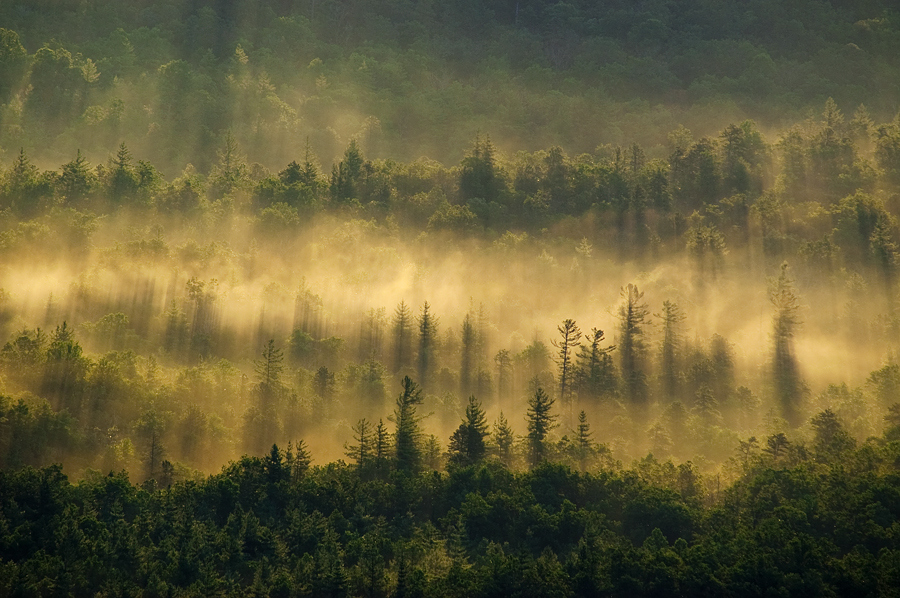 雾气是很多摄影师喜欢拍摄的主题，无论是藏在雾气中若隐若现的红叶，还是阳光撕破雾气落入湿漉漉的丛林，都是宛若仙境的画面。摄影师Itai Minovitz拍摄了很多森林里大雾弥漫的照片。