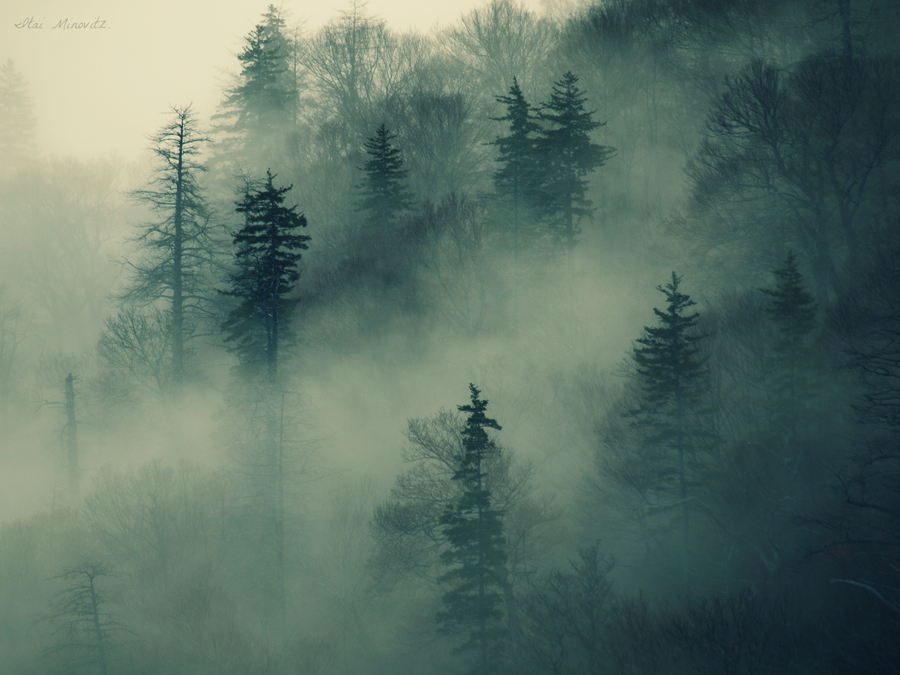 雾气是很多摄影师喜欢拍摄的主题，无论是藏在雾气中若隐若现的红叶，还是阳光撕破雾气落入湿漉漉的丛林，都是宛若仙境的画面。摄影师Itai Minovitz拍摄了很多森林里大雾弥漫的照片。