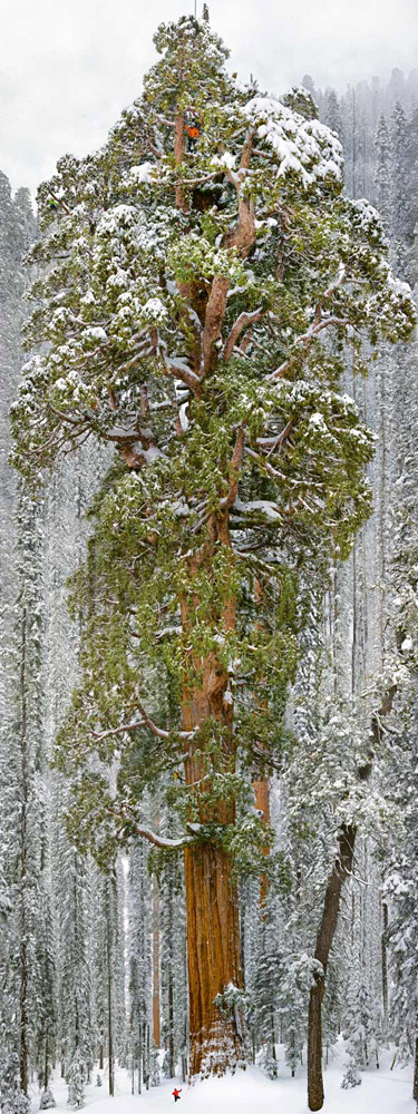 这棵高247呎、约20层楼高的世界第二高的巨型红杉树，位于加州和内华达州交界国家红杉公园，生长在海拔7000英尺高度。摄影师Michael共花了两星期，用相机捕捉到了这棵距今至少有3200年、名为“总统”的红杉。