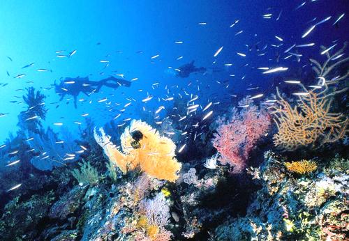 潜入大堡礁看珊瑚