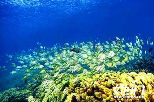潜入大堡礁看珊瑚
