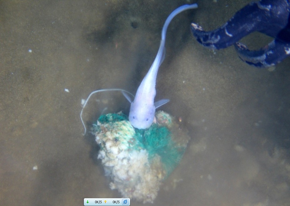 蛟龙号在海底拍摄的生物照片
