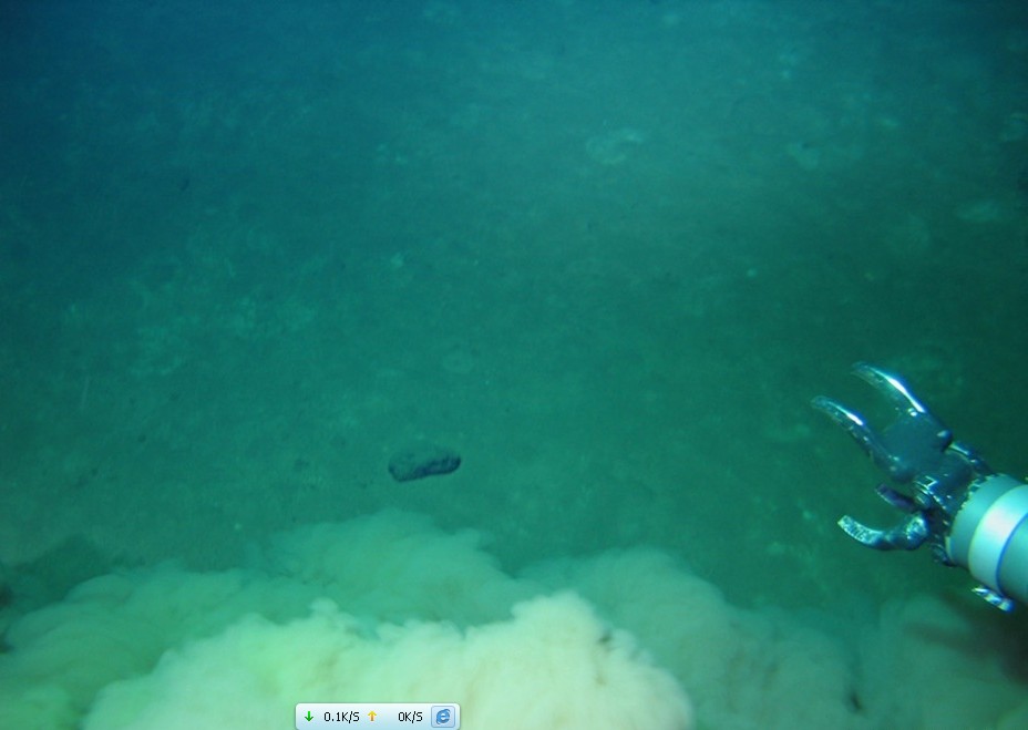 蛟龙号在海底拍摄的生物照片
