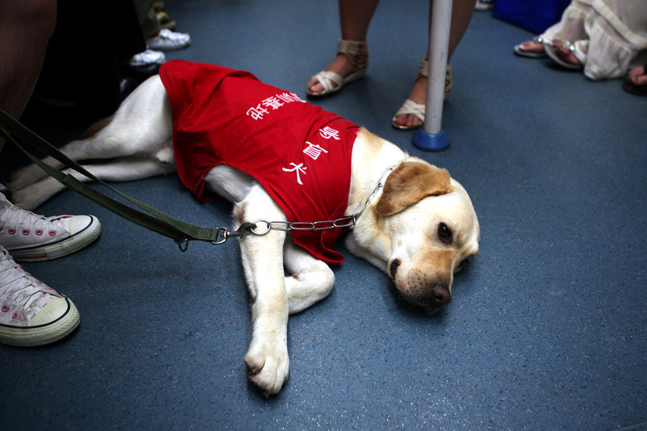深圳地铁惊现首只导盲犬史努比 