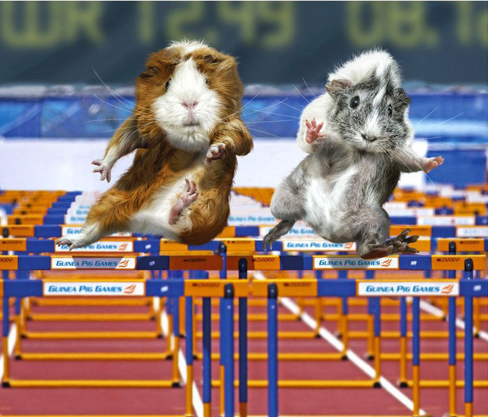 奥运也卖萌，近日发布的2013豚鼠奥运日历，可爱的豚鼠们也卯足劲争夺，那股子认真的劲让人不敢小觑。