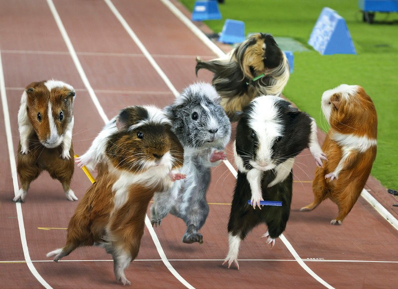 奥运也卖萌，近日发布的2013豚鼠奥运日历，可爱的豚鼠们也卯足劲争夺，那股子认真的劲让人不敢小觑。