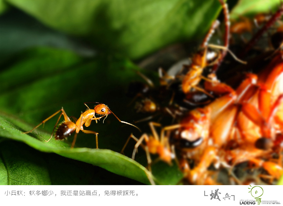 据说这是一只蚂蚁中的矮穷挫，忙找肉、干累活、心忠诚，发现食物赶紧把情报送回去，结果好肉都被抢走了，最后还落得连吃口肉都是高富帅剩下的……