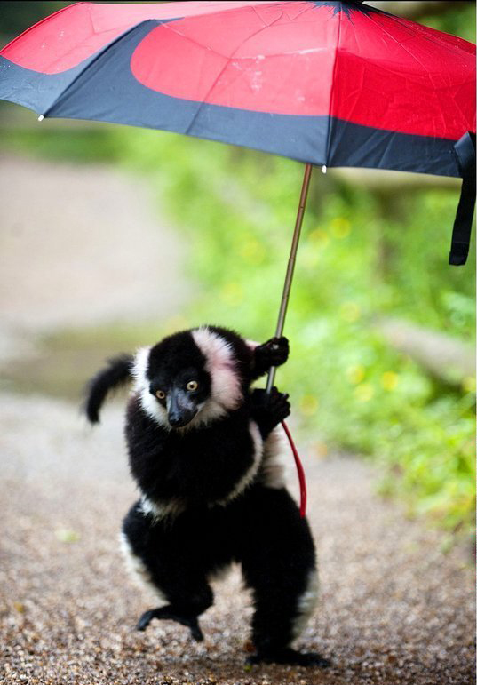 下雨了要用什么雨具好呢，打伞还是穿雨衣，雨鞋要穿吗，打伞太麻烦，就穿个雨鞋出去疯玩下吧，雨衣也是可以接受的。