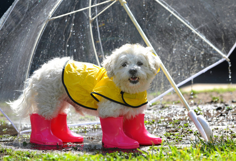 下雨了要用什么雨具好呢，打伞还是穿雨衣，雨鞋要穿吗，打伞太麻烦，就穿个雨鞋出去疯玩下吧，雨衣也是可以接受的。