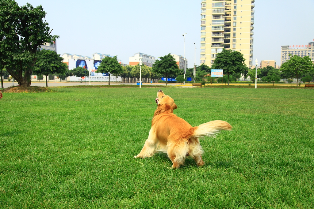 在这块巨大的草坪上欢快的奔跑，金毛显得非常的欢快，主人有的时候还会和它一起玩丢球的游戏，这时的金毛依然是那么兴奋。