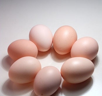 护甲：鸡蛋