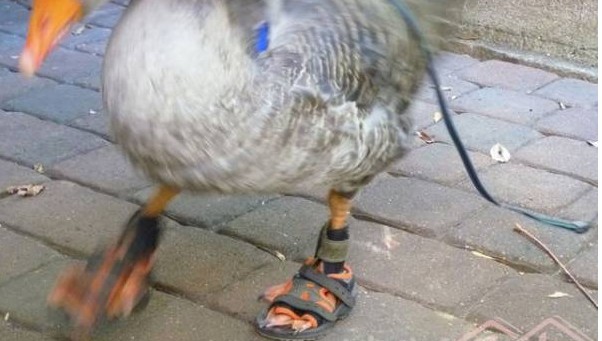 穿鞋散步的宠物鹅 世界上最时尚的鹅