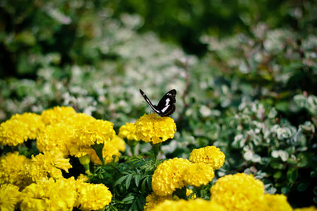 莲花山公园一角