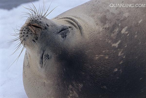 冰上漫步的海豹宝宝