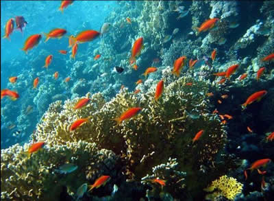 红海(Red Sea)