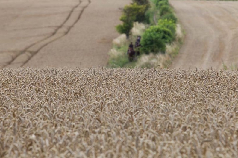 这张图片是在克兰伯恩蔡斯拍摄的，这是“英格兰小麦的摇篮”，“这里到处都充斥着小麦的味道”。